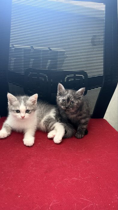 Котята домашние 2 месяц