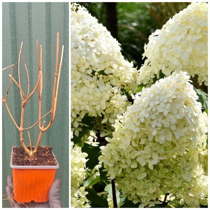 Продам гортензии