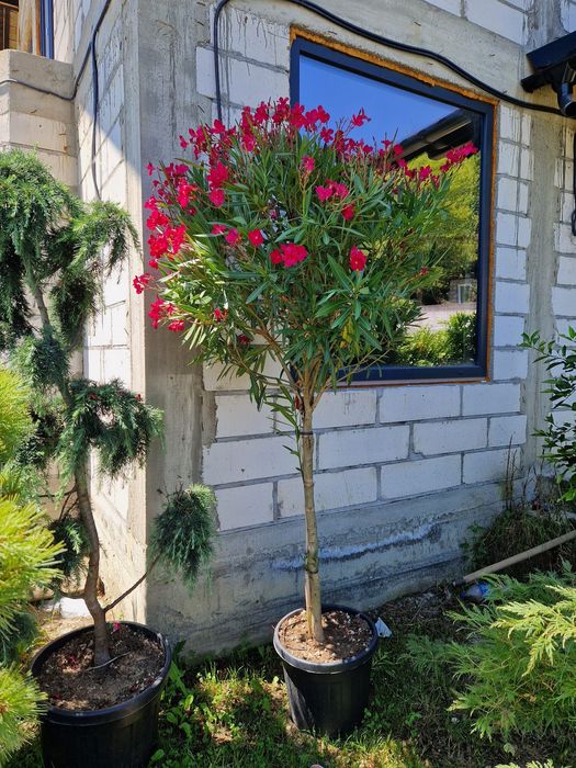 Vând plante ornamentale