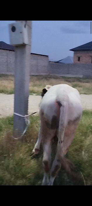 Бука сатылады 2 бас,