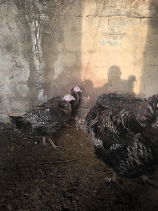 Продам семью индюков