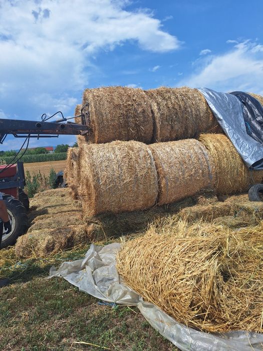 Vând baloți rotunzi de paie