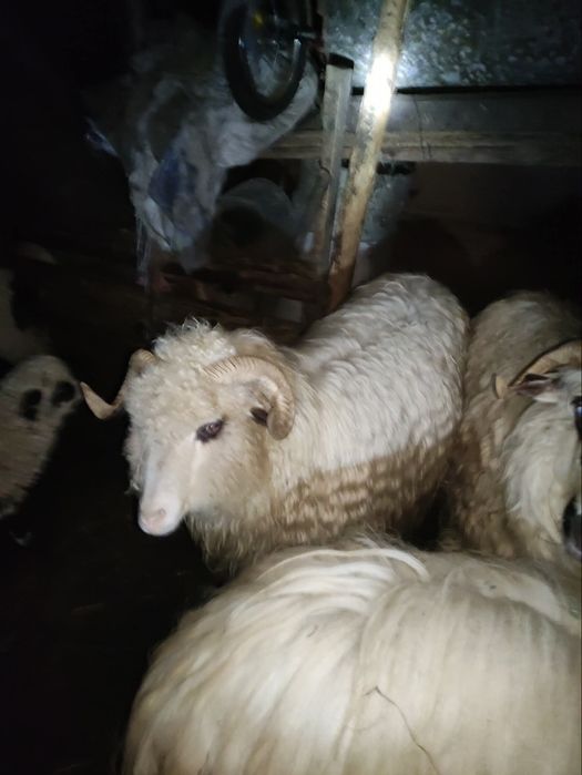 Vând sau schimb 3 oi țurcane cu miel