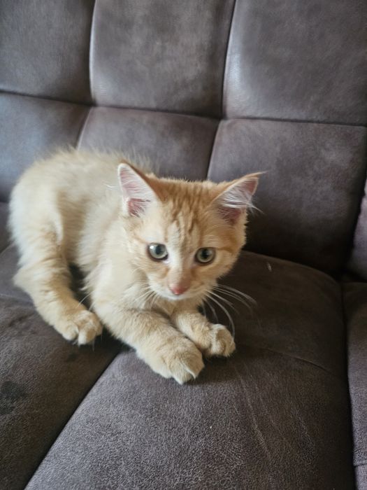 Котёнок рыжий сибиряк