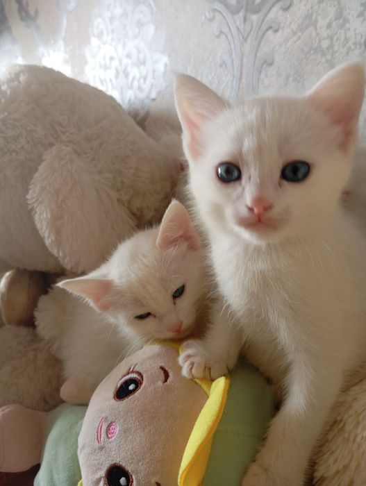 Продаются Котята