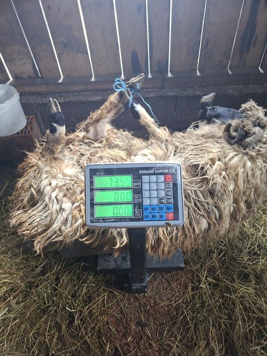 Vând 2 noatine de tinut sau de taiat