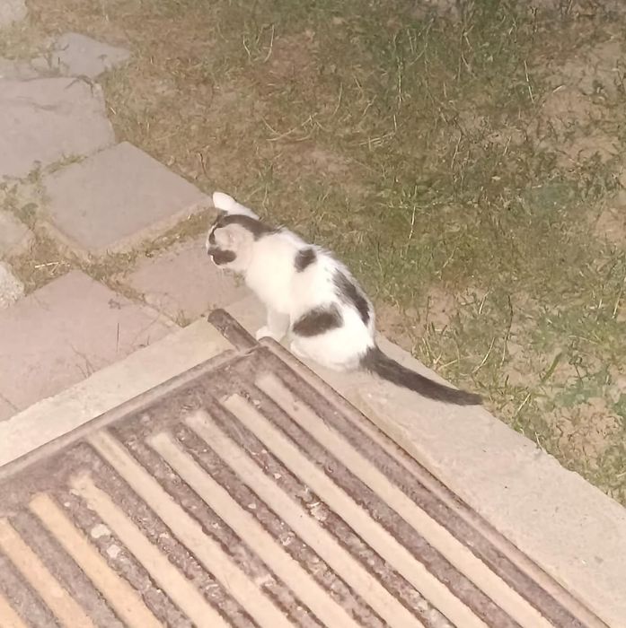 Отдадим котят в хорошие руки