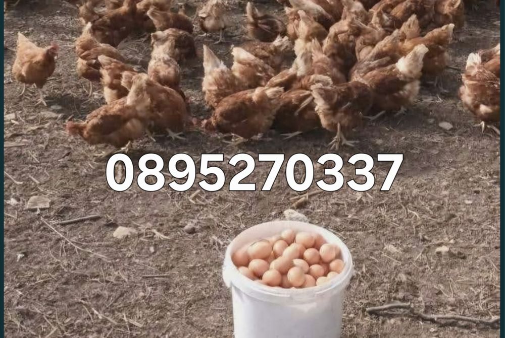 Продавам кокошки