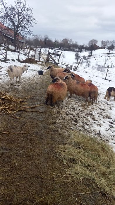 Vând 5 oi cu 7 miei, și o noatina de anul trecut