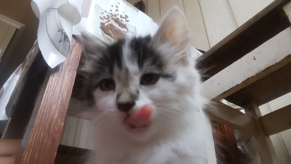 Котенок бесплатно