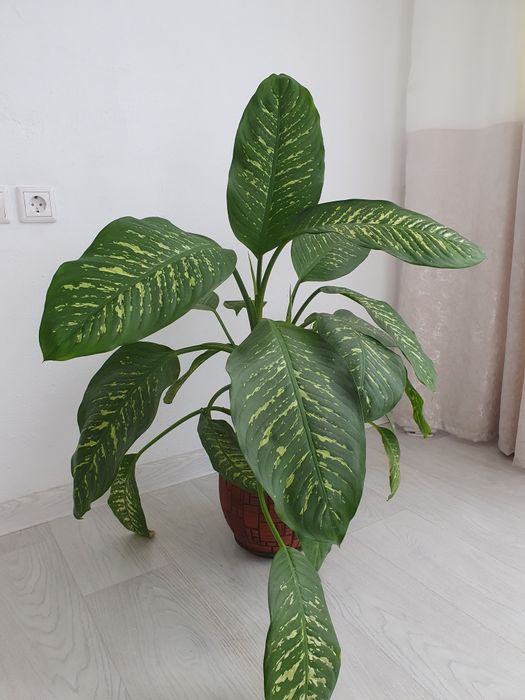 Диффенбахия пятнистая