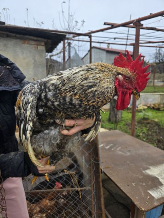 Продавам петли и кокошки