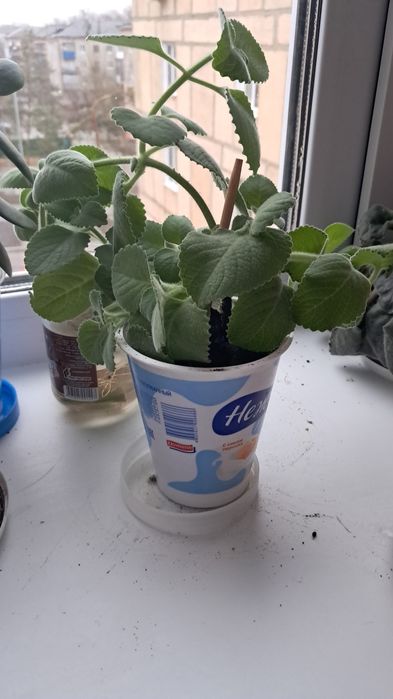 Продажа комнатных цветов