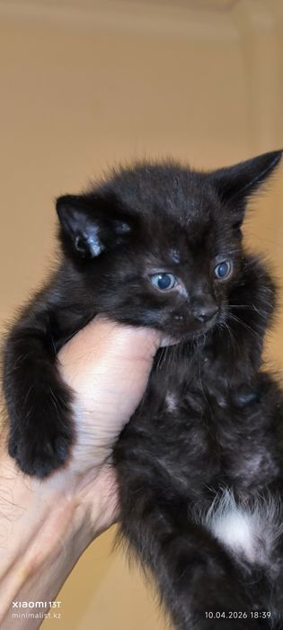 Отдам котят бесплатно