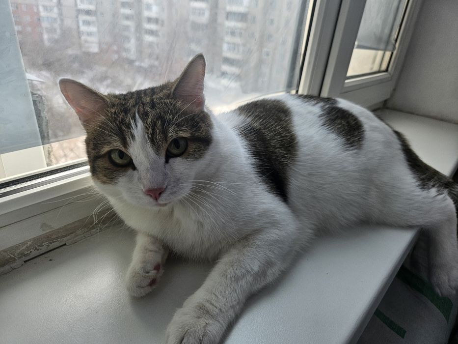 Отдам кота в добрые руки