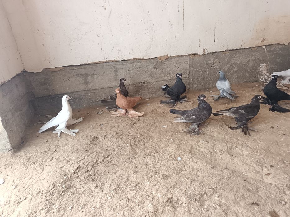 Jizzax Zarbdor Kaptarlari