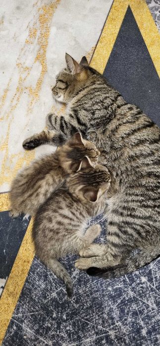 Кошечки ищут дом