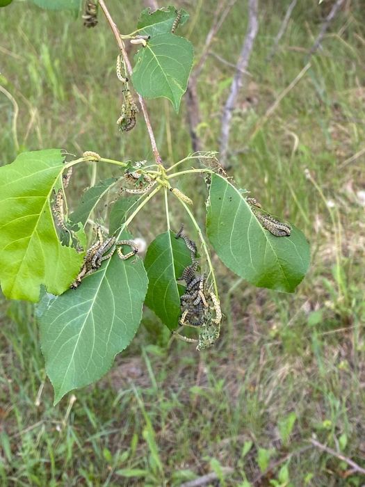 Обработка от вредителей и болезней
