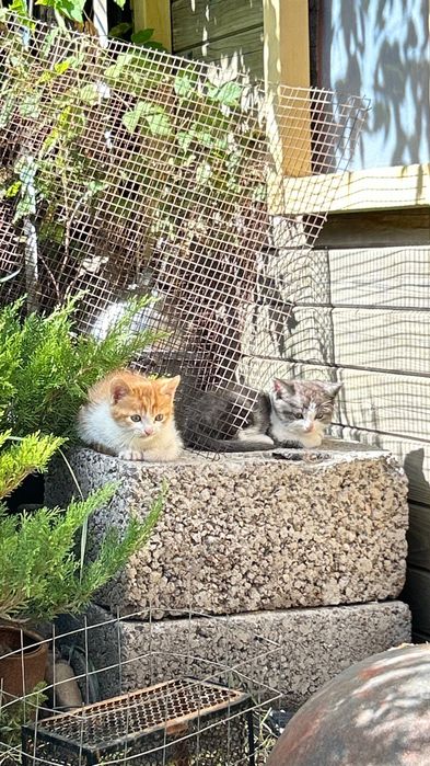 Котята бесплатно