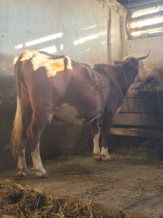 Vând vaca gestanta în 8 luni!