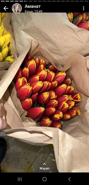 Тюльпан на 8 марта