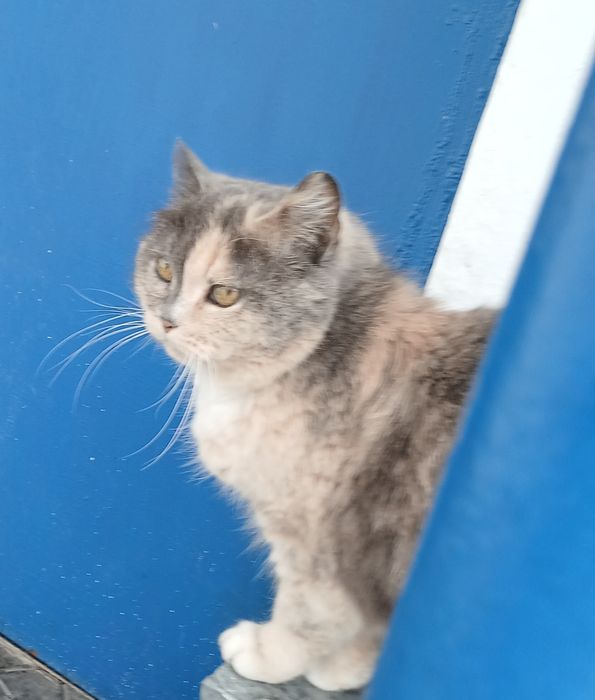 Я взрослая, мудрая и очень хочу домой!