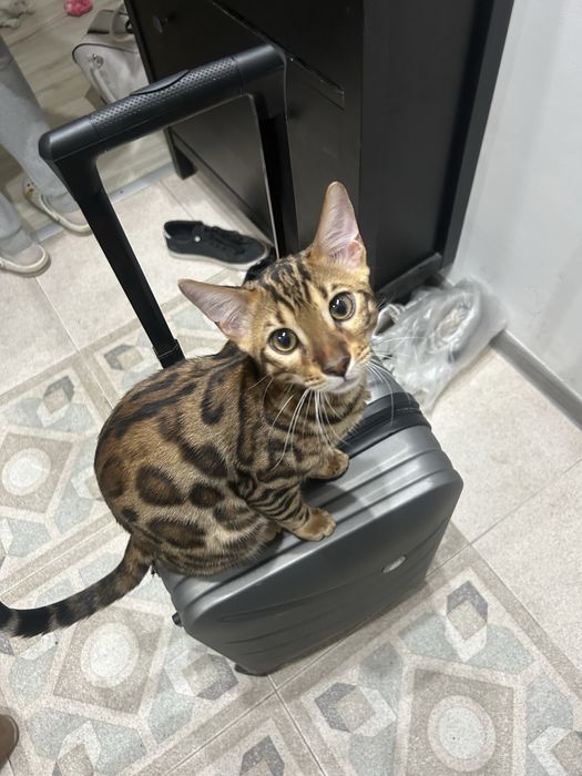 продам домашнего леопарда