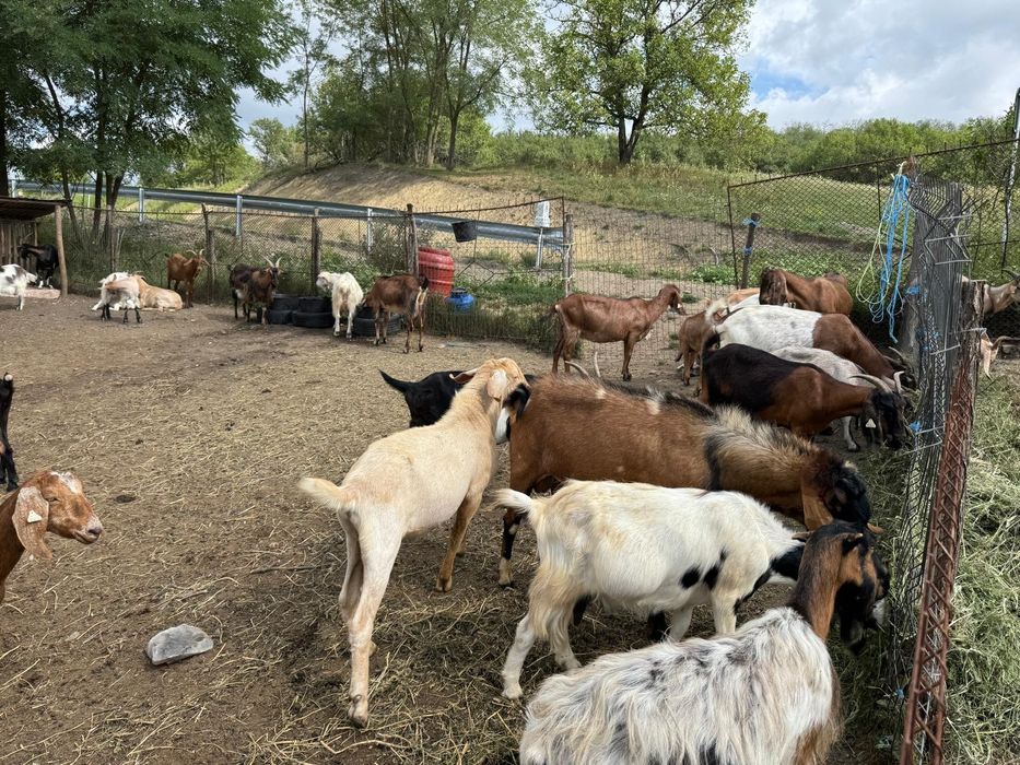 Vând capre Anglo-Nubian