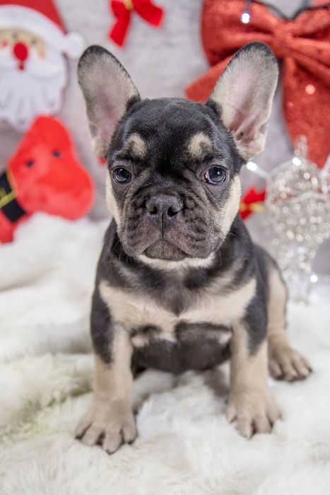 bulldog francez black tan