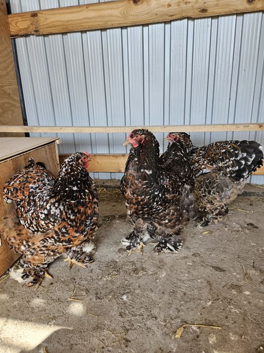 Ouă incubat Brahma Porțelan