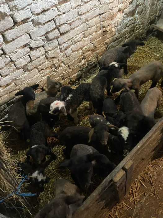 Miei tigaie din 2 de cateva zile