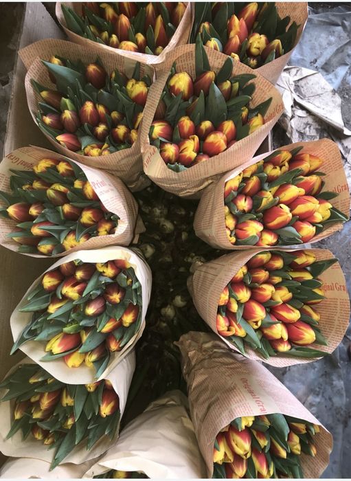 Тюльпаны по оптовый цене 200-250тг