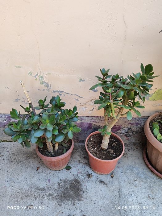 Цветы Денежный дерево