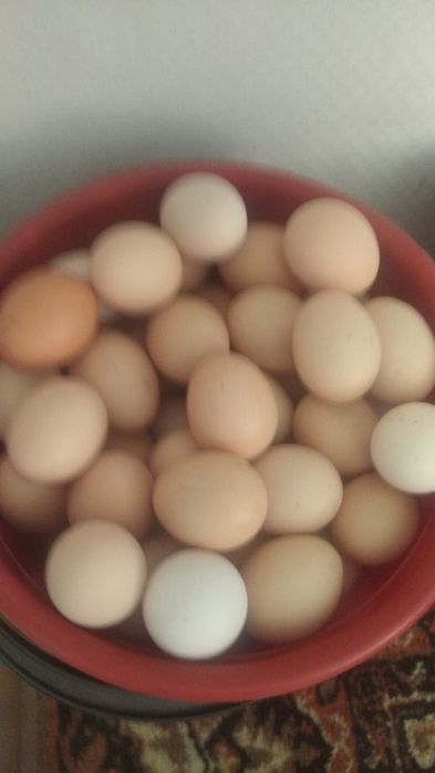 Несушкий порода уран