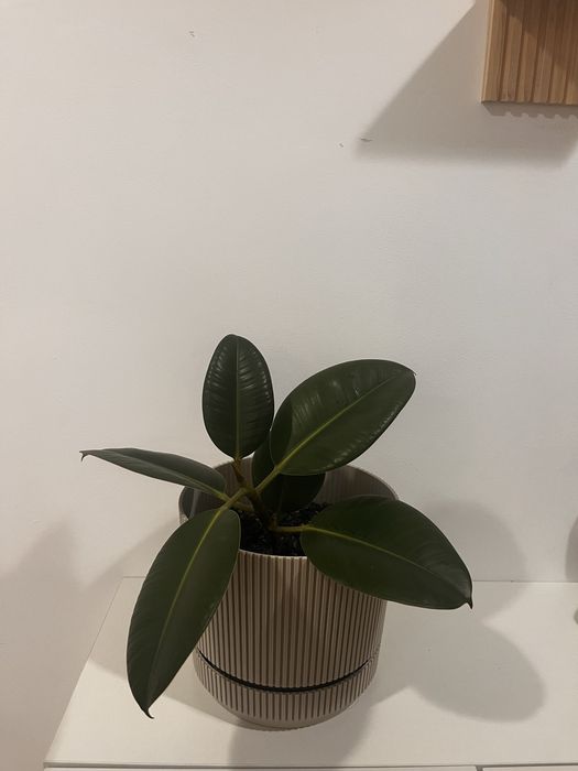 Продам  Фикус   Робуста