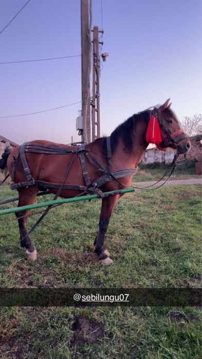 Vand manz de 3 ani garantat de  sau schimb ch iapa grea cu diferenta.