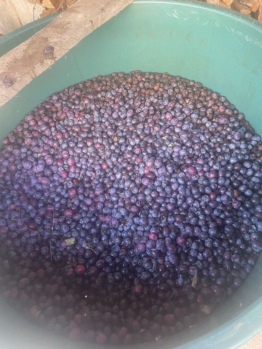 Vand prune de tuica