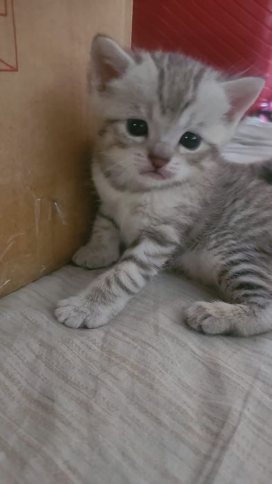 Котенки британские