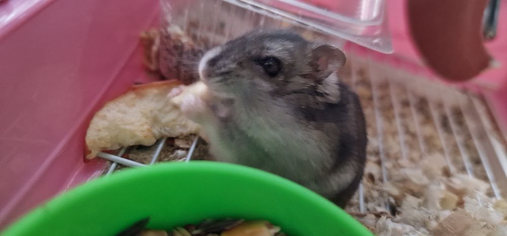 Продам хомяков всех