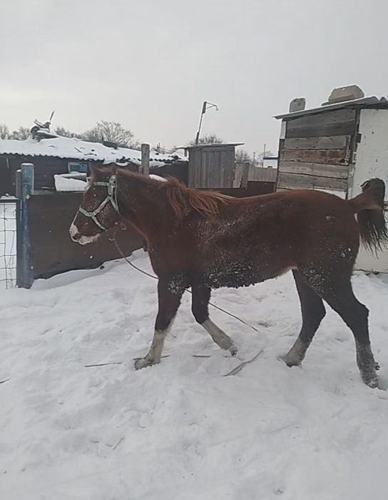 Продам тай привезен с Актобе (Кандыагаш)