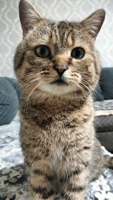 Взрослый красивый кот