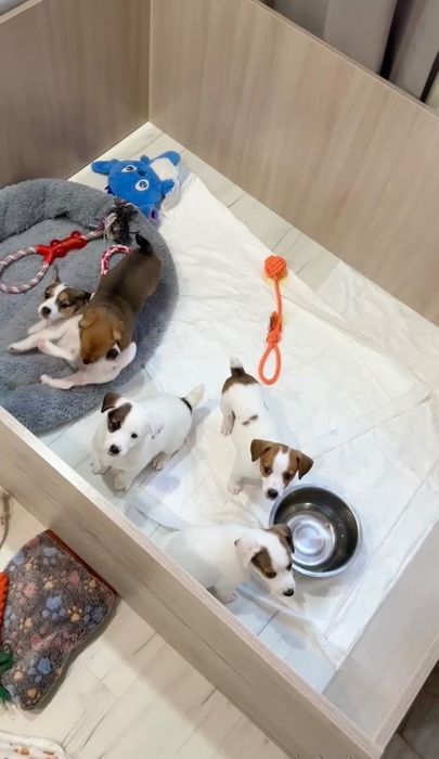 Вольер для щенят или котят