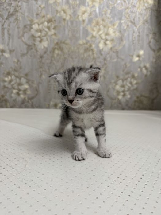 продаются котята 1,5мес