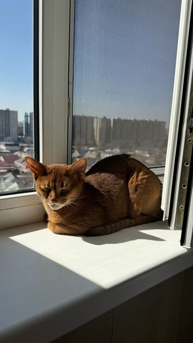 Абиссинская кошка