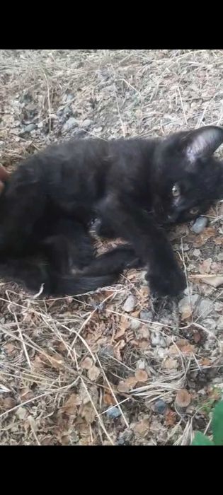 Черный котенок в добрые руки