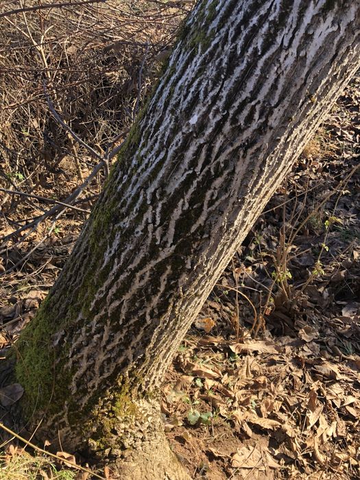 Орехово дърво голямо