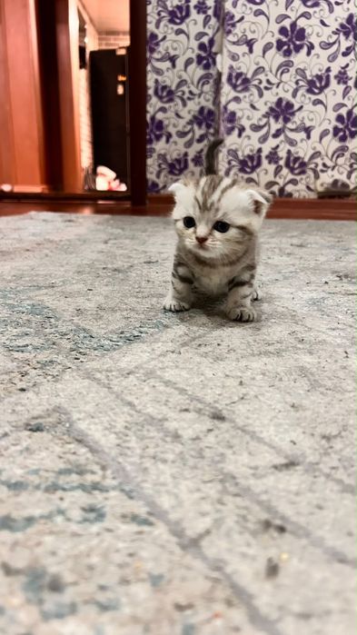 Шотландские скотиши
