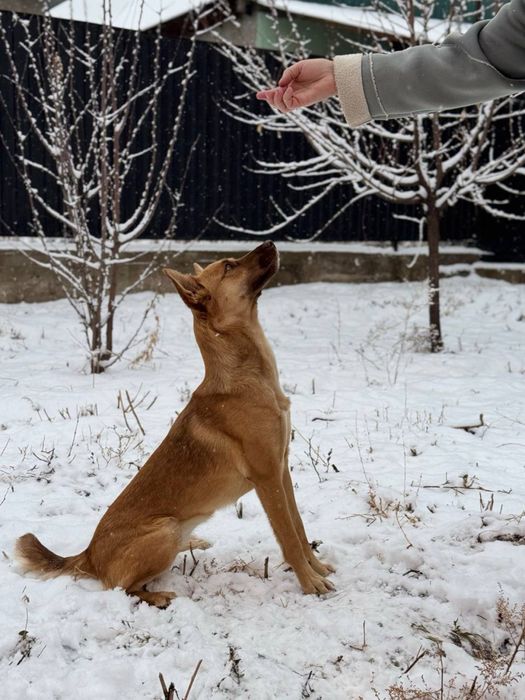 Предлагаются шикарные щенки!