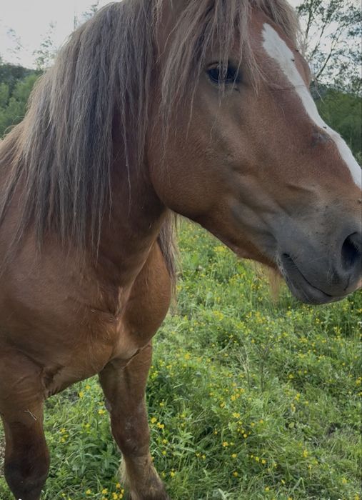 Vând un mânz și un armăsar