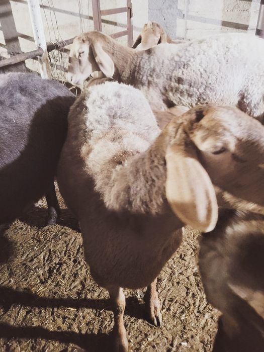 Sovluq qòylar sotiladi